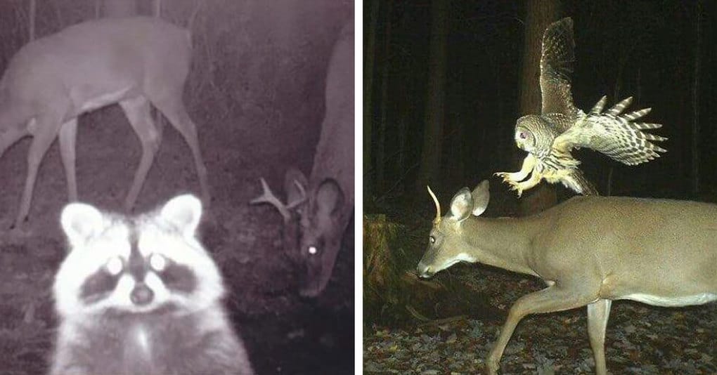 Реалистичность и детализация фотоснимков с фотоловушки Suntek